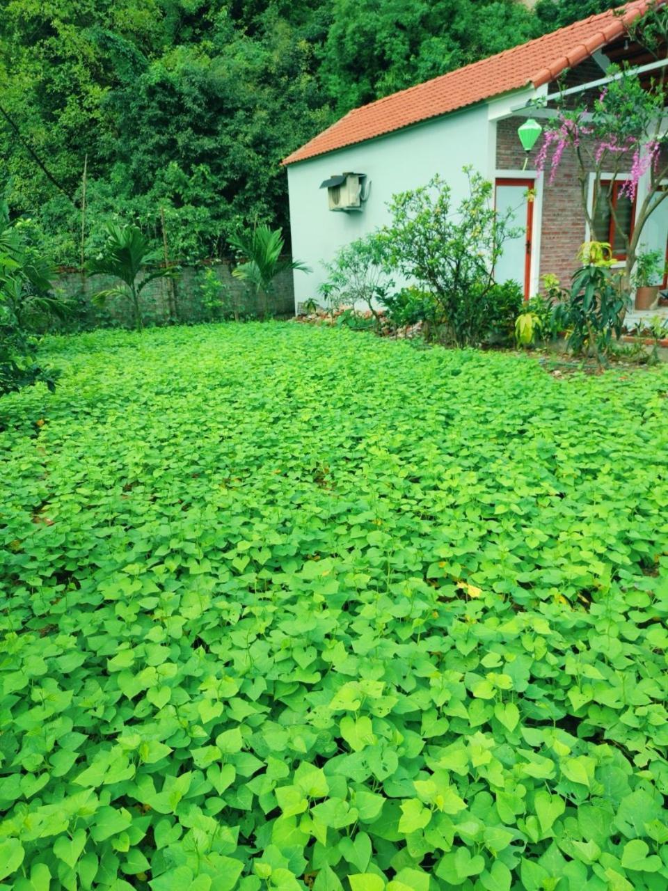 Trang An Natural Mountainside Homestay Ninh Binh Buitenkant foto