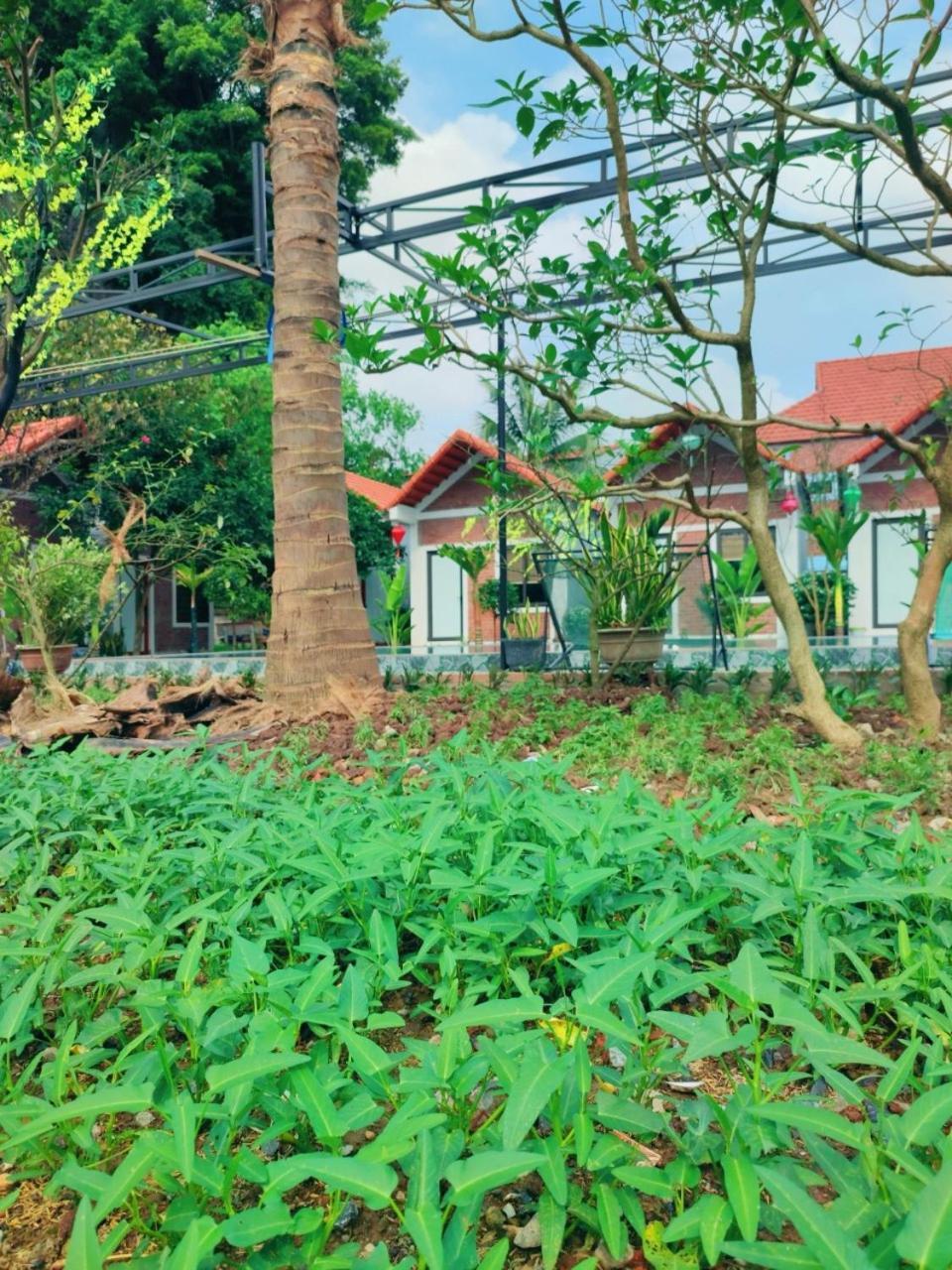 Trang An Natural Mountainside Homestay Ninh Binh Buitenkant foto